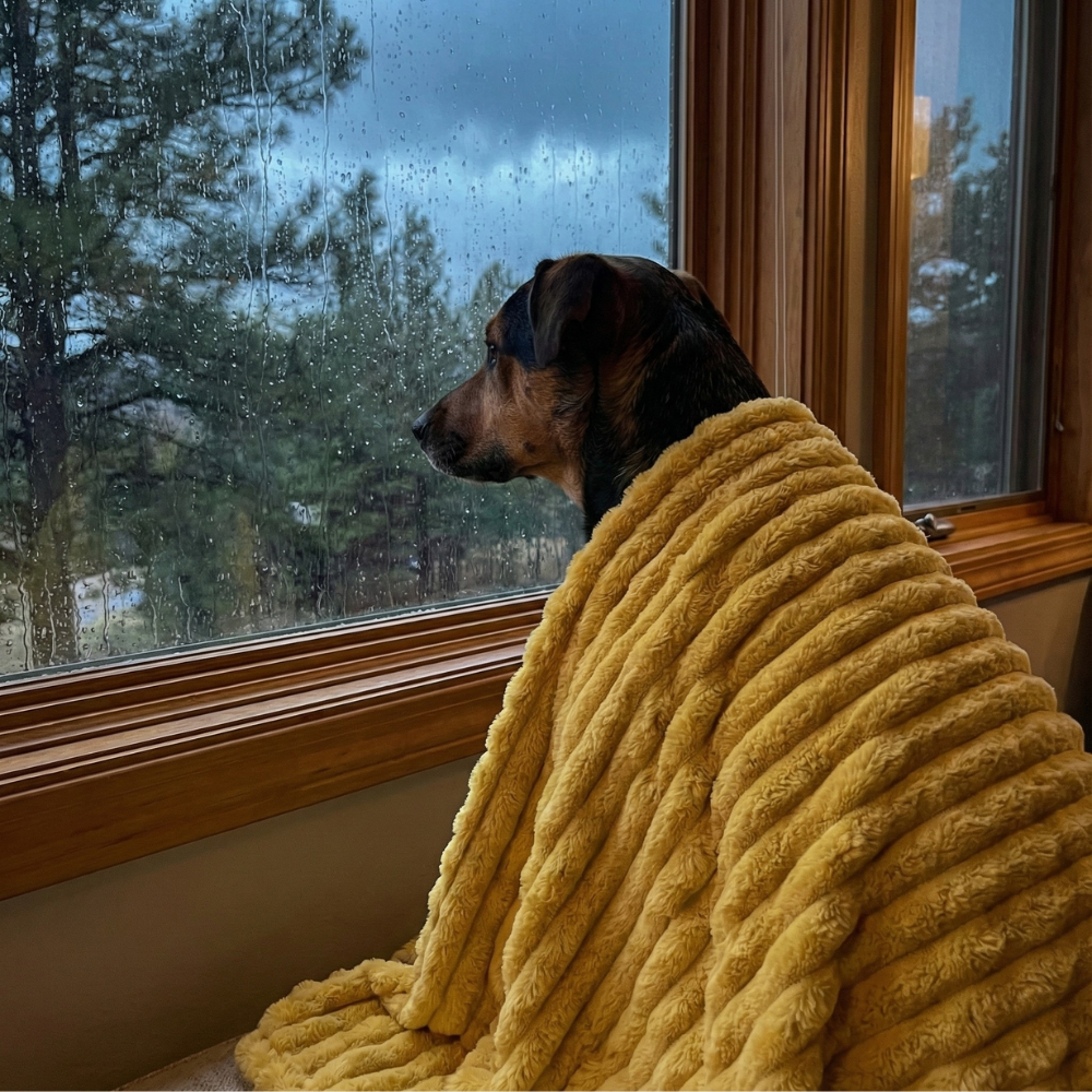 ✨Emotional Support Blanket✨ & Thickened warm dog mattress