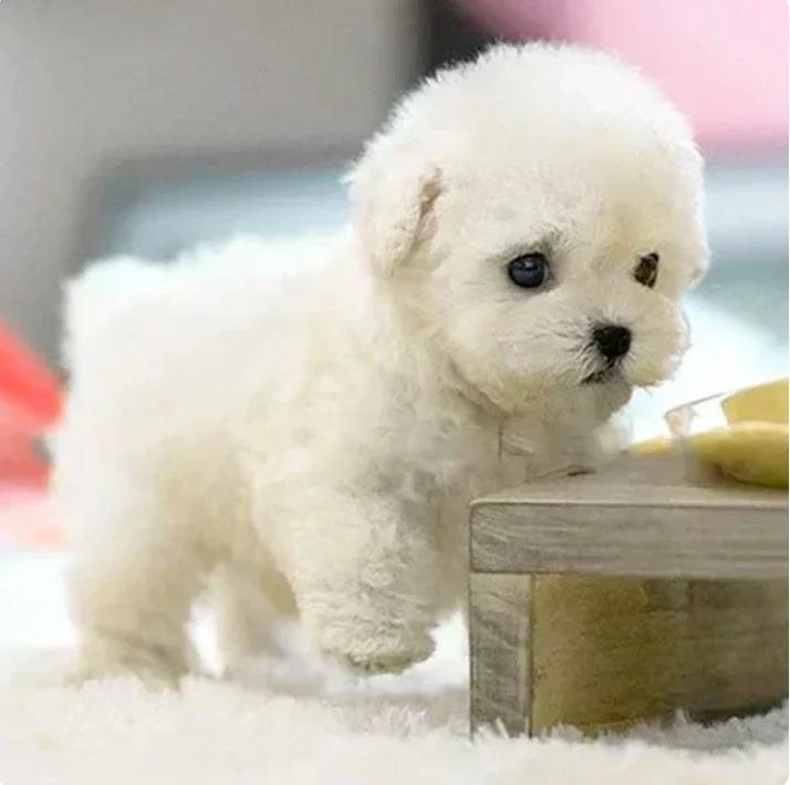 🐶 - My Realistic  Puppy - Interactive Toys